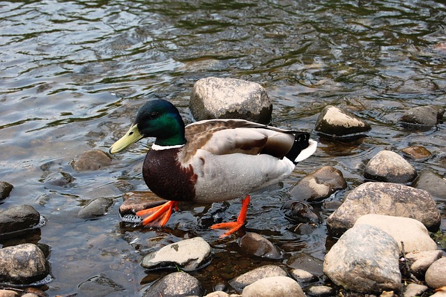 De mest almindelige krydsordsfælder – og hvordan du undgår dem